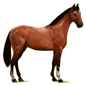 Reitpferd Hannoveraner Rotbrauner
