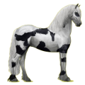 Pegasus-Reitpferd Friese Rappe