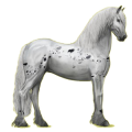 Reitpferd Friese Rappe