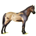 Pony Deutsches Reitpony Apfelschimmel