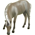 Pony Norweger Braunfalben