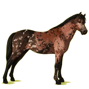 Pony Deutsches Reitpony Dunkelbrauner