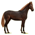 Reitpferd Hannoveraner Dunkelbrauner