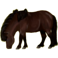 Pony Deutsches Reitpony Dunkelbrauner