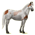 Reitpferd Paint Horse Overo-Fuchsschecke