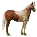 Reitpferd Paint Horse Rappe mit Overo-Scheckung