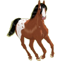 Reitpferd Argentinischer Criollo Cremello