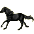Reitpferd Isländer Dunkelfuchs