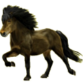 Reitpferd Isländer Brauner