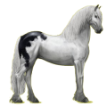 Reitpferd Friese Rappe