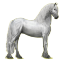 Reitpferd Friese Rappe