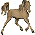 Reitpferd Isländer Dunkelbrauner