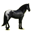 Reitpferd Andalusier Apfelschimmel