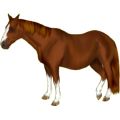 Reitpferd Argentinischer Criollo Rotbrauner