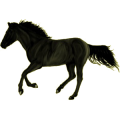Pony Quarter Pony Rappe