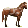 Reitpferd Fuchs mit Tobiano-Scheckung