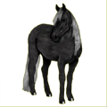 Reitpferd Mustang Roan
