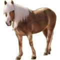 Pony Haflinger Fuchs mit heller Mähne