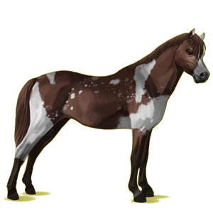 Pony Deutsches Reitpony Fuchs