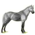 Pony Deutsches Reitpony Brauner