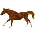 Reitpferd Morgan Rappe