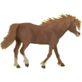 Pony Welsh Cob Fuchs