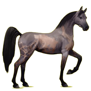 Reitpferd Araber Apfelschimmel