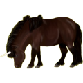 Einhorn-Pony Neufundland Pony Dunkelbrauner