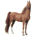Reitpferd Araber Strawberry Roan