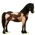 Pony Neufundland Pony Rappe