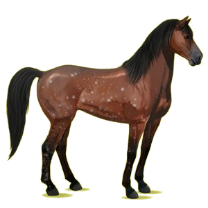 Reitpferd Mustang Brauner