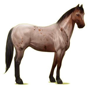 Reitpferd Paint Horse Rappe mit Overo-Scheckung