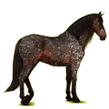 Reitpferd Andalusier Hellgrau