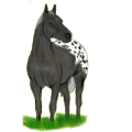 Reitpferd Paint Horse Fuchs mit Tobiano-Scheckung