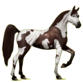 Reitpferd Araber Strawberry Roan