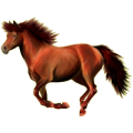 Reitpferd Isländer Fuchs