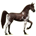 Reitpferd Araber Strawberry Roan