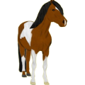 Reitpferd Argentinischer Criollo Rotbrauner