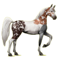 Reitpferd Araber Apfelschimmel