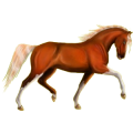 Pegasus-Pony Deutsches Reitpony Dunkelbrauner
