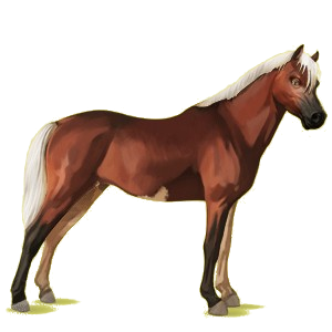 Pony Deutsches Reitpony Dunkelbrauner