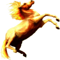 Pony Deutsches Reitpony Dunkelbrauner