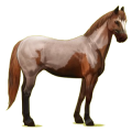 Reitpferd Paint Horse Brauner mit Overo-Scheckung