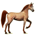 Reitpferd Araber Apfelschimmel