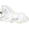 Reitpferd Andalusier Brauner
