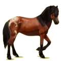 Reitpferd Isländer Brauner