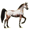 Reitpferd Araber Fuchs