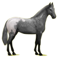 Reitpferd Hannoveraner Brauner