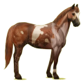 Reitpferd Paint Horse Brauner mit Tobiano-Scheckung