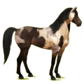 Reitpferd Mustang Brauner